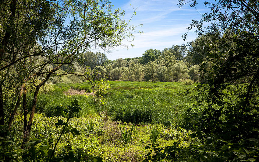 Naturschutzgebiet Worringer Bruch im Kölner Norden mit typischer Vegetation